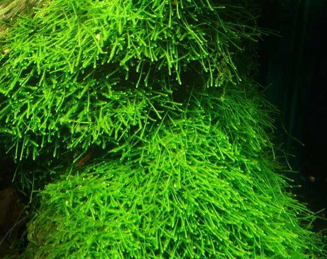 muschi piante pianta per acquario acqua dolce tropicale muschio di Giava Java Taxyphyllum barbieri
